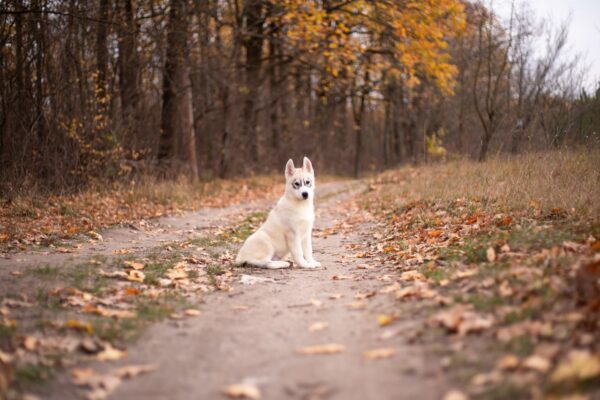 Leaf Siberian Husky