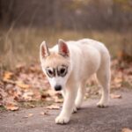 Leaf-male-Siberian-husky-puppy-for-sale-4