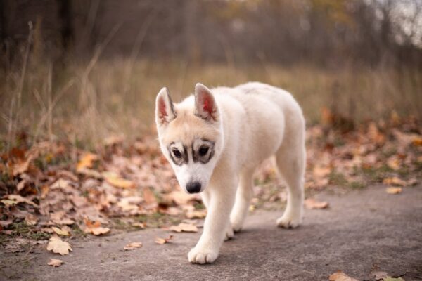 Leaf Siberian Husky