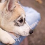Leaf-male-Siberian-husky-puppy-for-sale-5