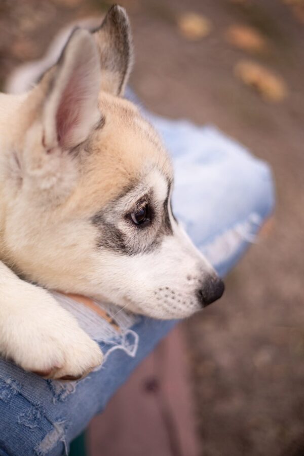 Leaf Siberian Husky