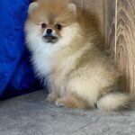 Lenny-male-Pomeranian-puppy-for-sale-1