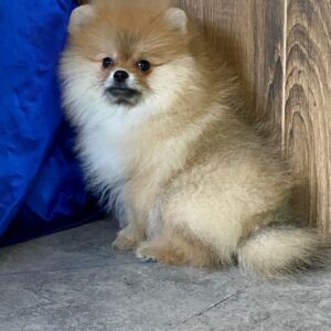 Lenny Pomeranian