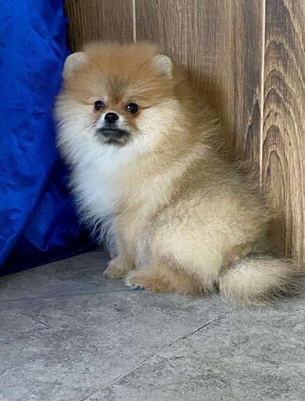 Lenny Pomeranian