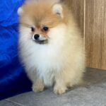 Lenny-male-Pomeranian-puppy-for-sale-2