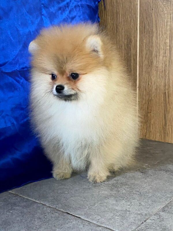 Lenny Pomeranian