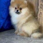 Luca Pomeranian