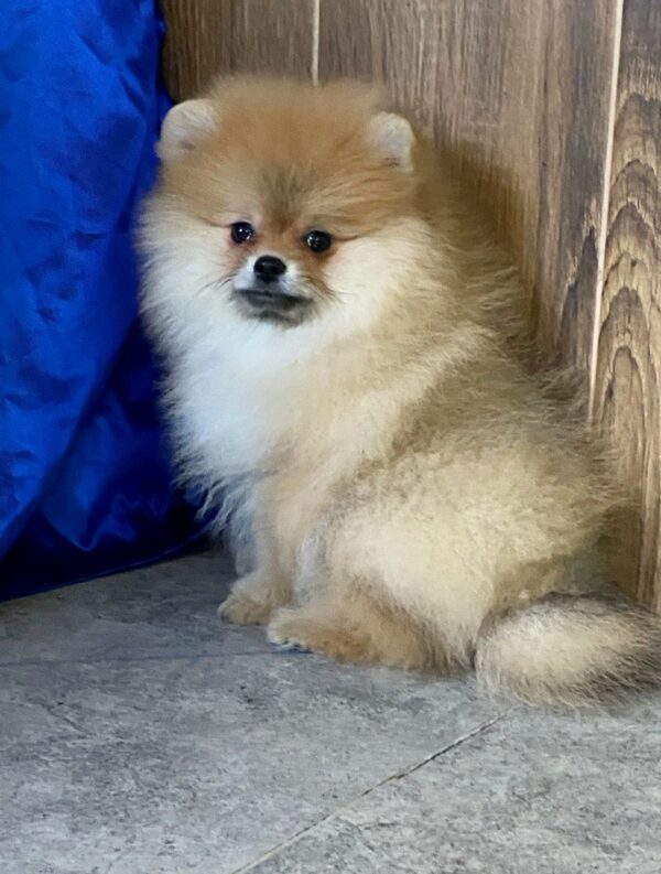 Lenny Pomeranian