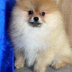 Lenny-male-Pomeranian-puppy-for-sale-4