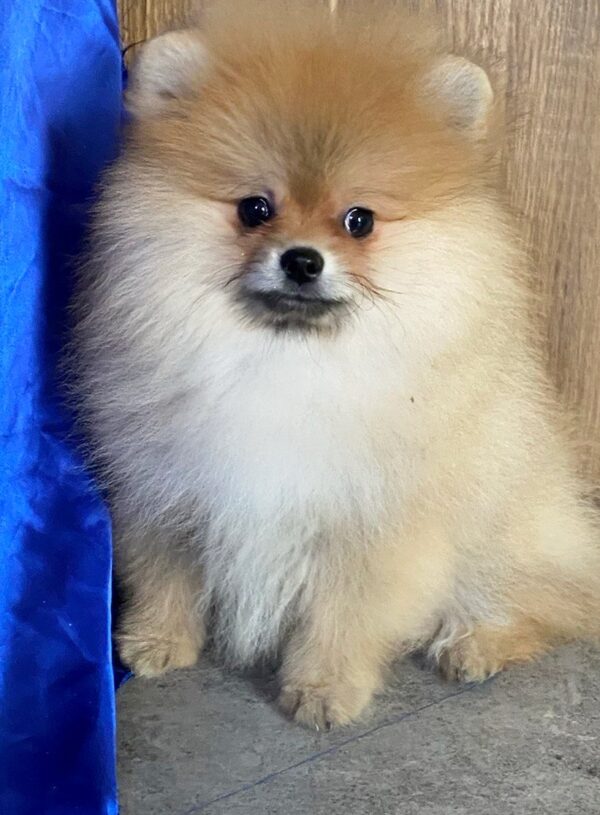Lenny Pomeranian