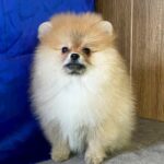 Lenny-male-Pomeranian-puppy-for-sale-5