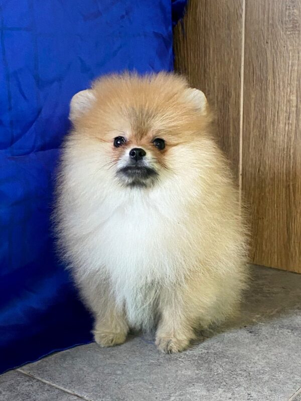 Lenny Pomeranian