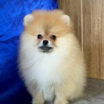 Lenny-male-Pomeranian-puppy-for-sale-6
