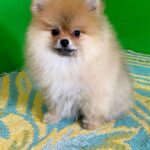 Levi-male-Pomeranian-puppy-for-sale-1