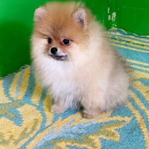 Levi Pomeranian