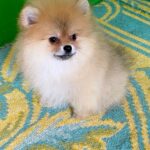 Levi-male-Pomeranian-puppy-for-sale-3