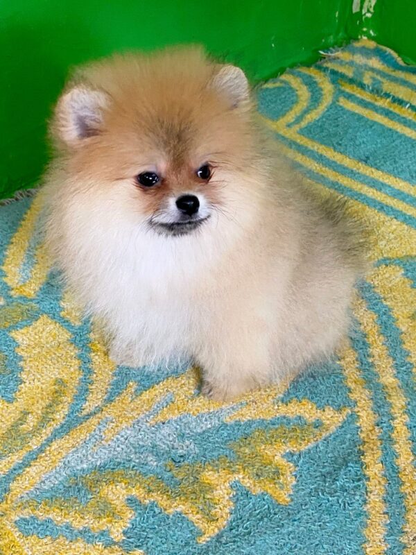 Levi Pomeranian