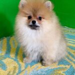 Levi-male-Pomeranian-puppy-for-sale-4