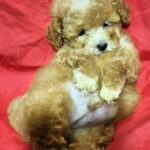 Liam-male-Maltipoo-puppy-for-sale-1