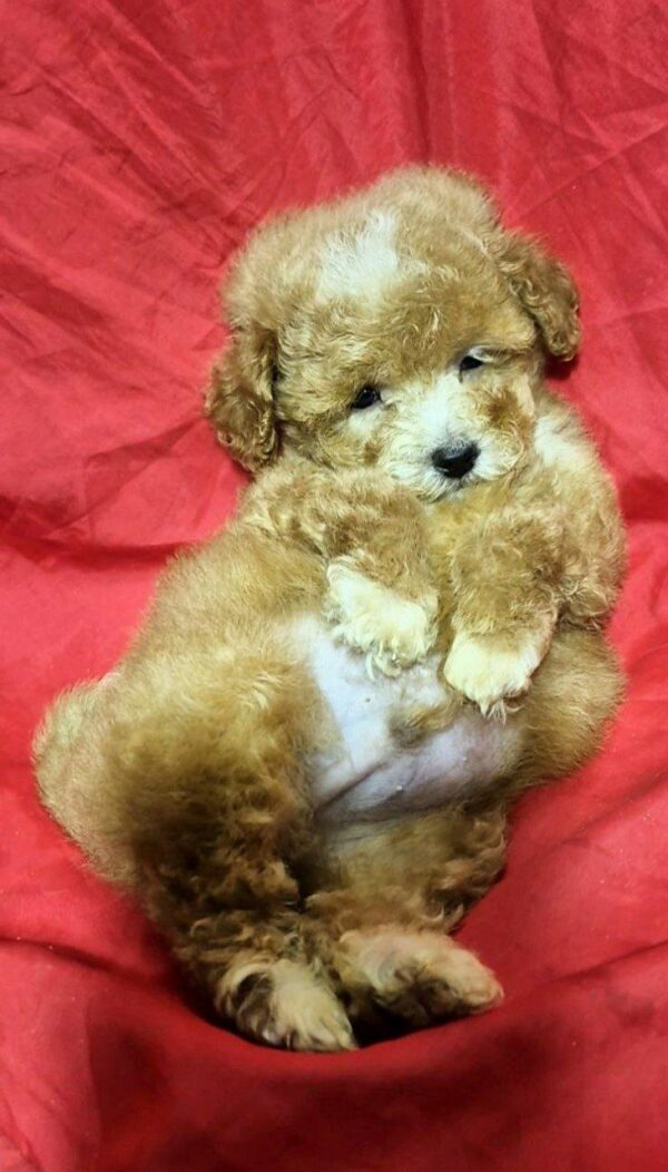 Liam Maltipoo Liam Maltipoo