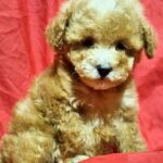 Liam-male-Maltipoo-puppy-for-sale-2