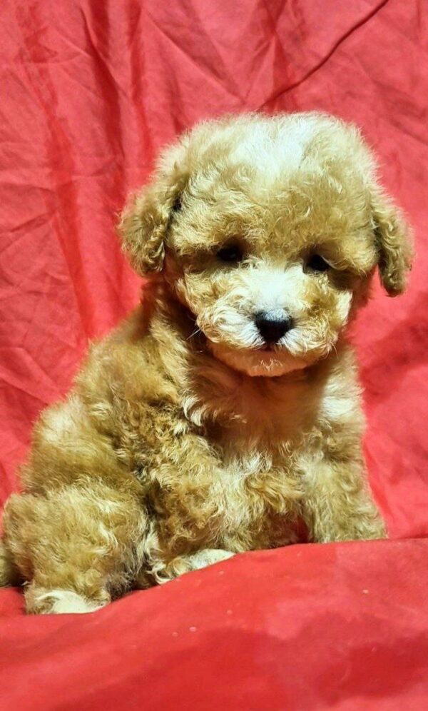 Liam Maltipoo Liam Maltipoo