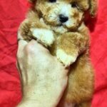 Liam-male-Maltipoo-puppy-for-sale-3