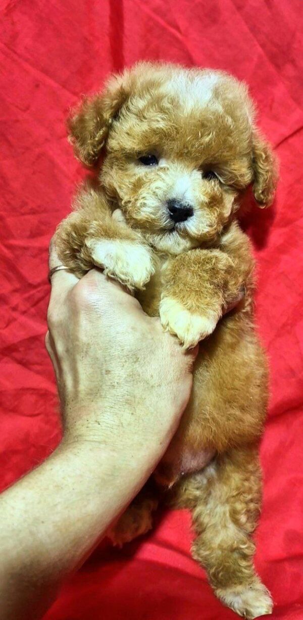 Liam Maltipoo Liam Maltipoo