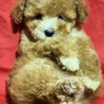 Liam-male-Maltipoo-puppy-for-sale-4