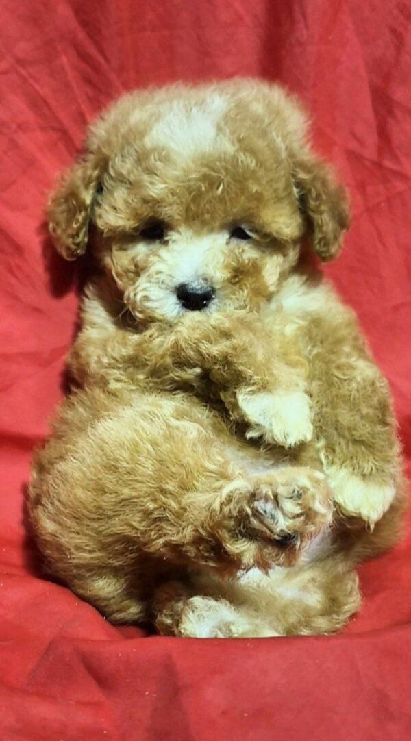 Liam Maltipoo Liam Maltipoo