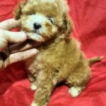 Liam-male-Maltipoo-puppy-for-sale-5