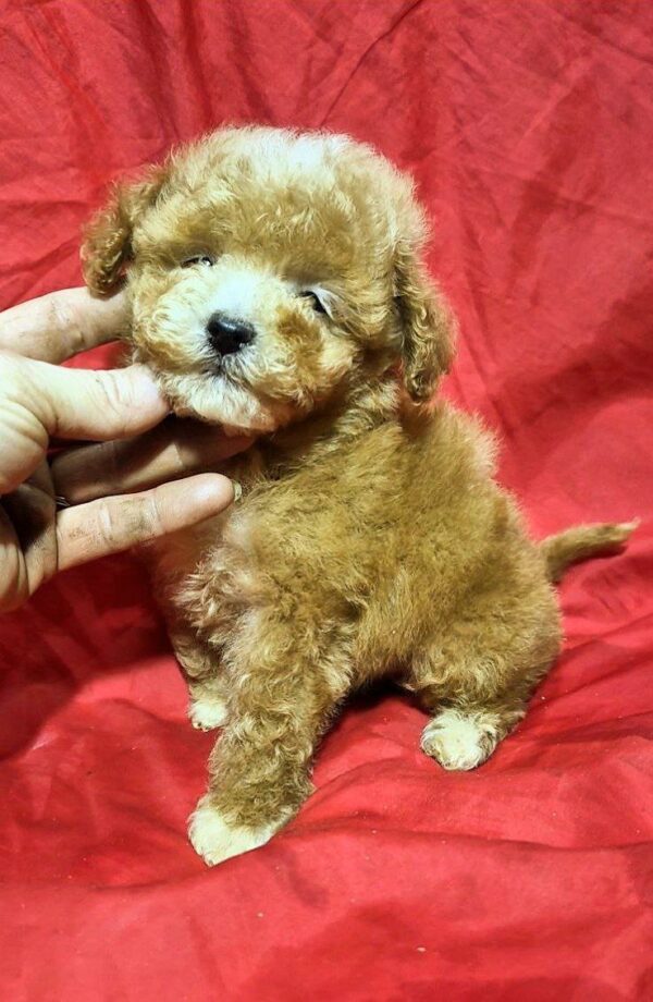 Liam Maltipoo Liam Maltipoo