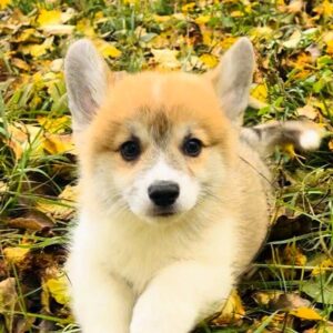 Lime Welsh Corgi