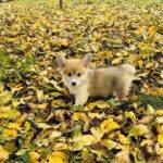Lime-male-Corgi-puppy-for-sale-2