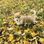 Lime-male-Corgi-puppy-for-sale-3