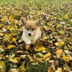 Lime-male-Corgi-puppy-for-sale-4