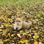 Lime-male-Corgi-puppy-for-sale-5