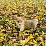 Lime-male-Corgi-puppy-for-sale-6