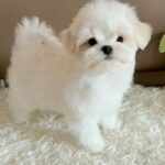 Lior-male-Maltese-puppy-for-sale-1