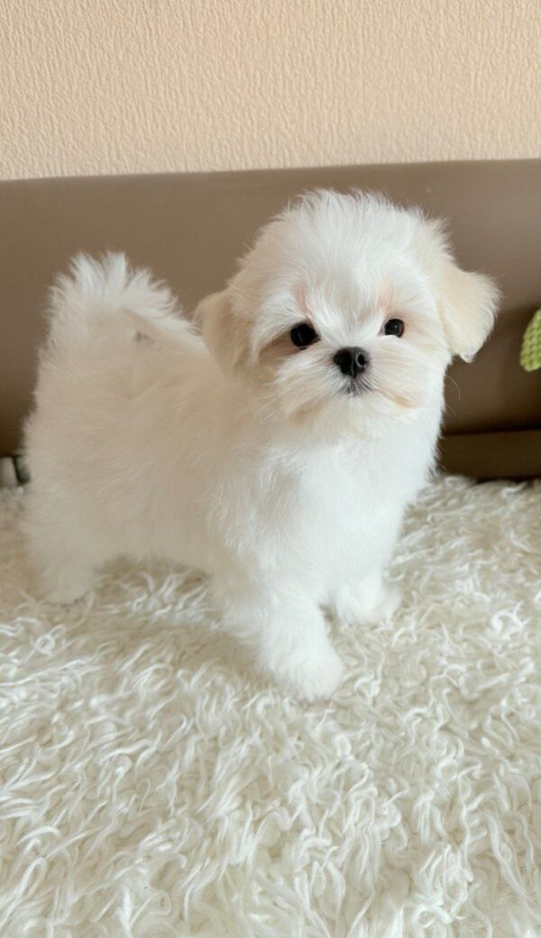 Lior Maltese Lior Maltese