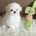 Lior-male-Maltese-puppy-for-sale-2