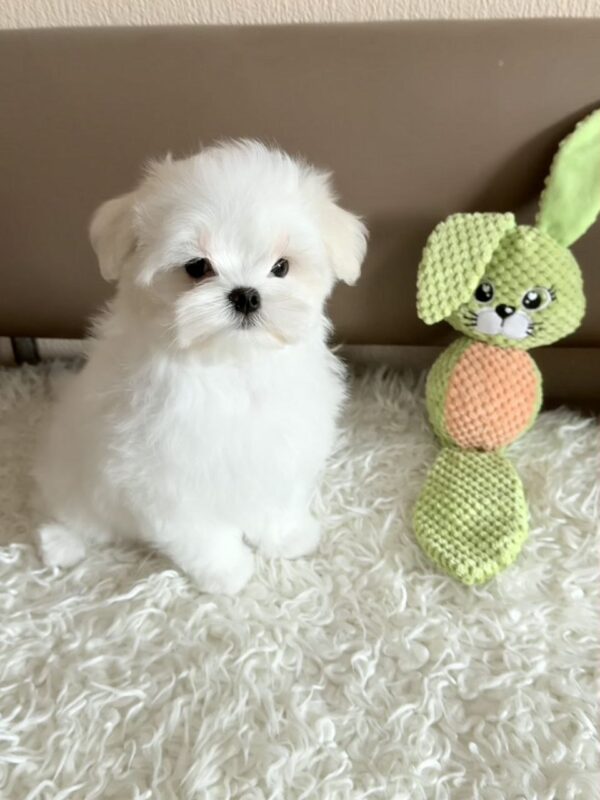 Lior Maltese Lior Maltese