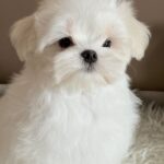 Lior-male-Maltese-puppy-for-sale-3