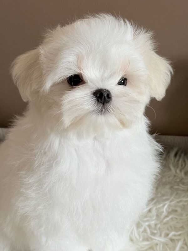 Lior Maltese Lior Maltese