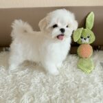Lior-male-Maltese-puppy-for-sale-4