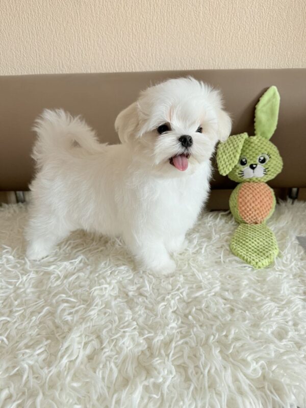 Lior Maltese Lior Maltese