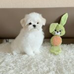 Lior-male-Maltese-puppy-for-sale-5
