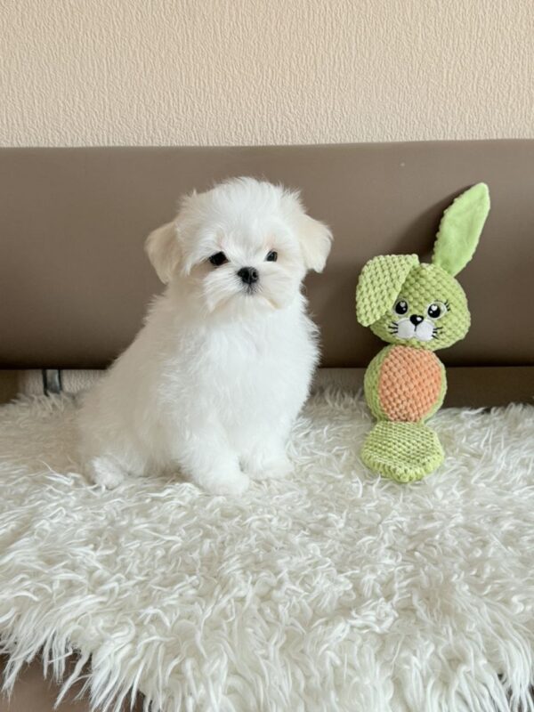 Lior Maltese Lior Maltese