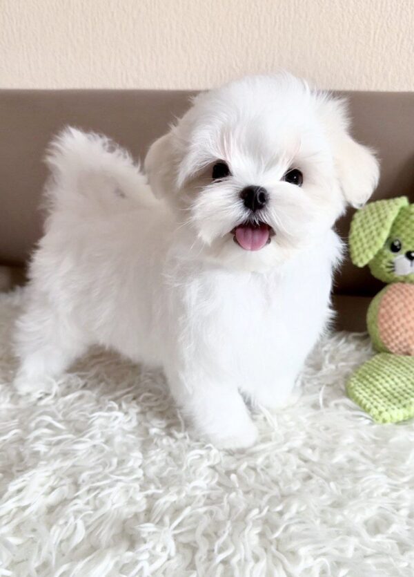 Lior Maltese Lior Maltese