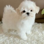 Lior-male-Maltese-puppy-for-sale-7
